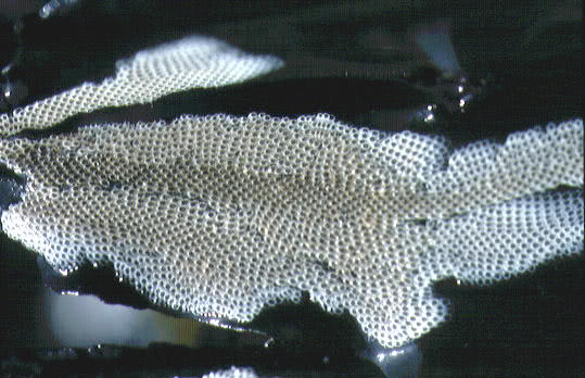 Sea Mat (Bryozoa)